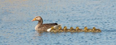 Greylag Goose & goslings