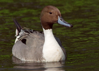 Pintail