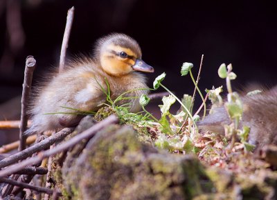 Mallard duckling