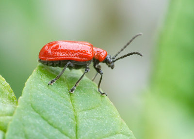 Lily Beetle