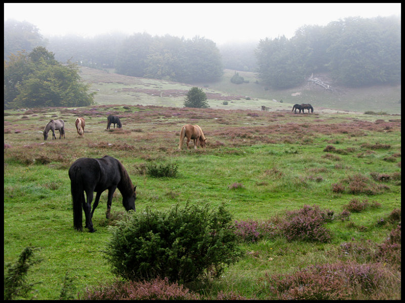 Heathland, Scania.jpg