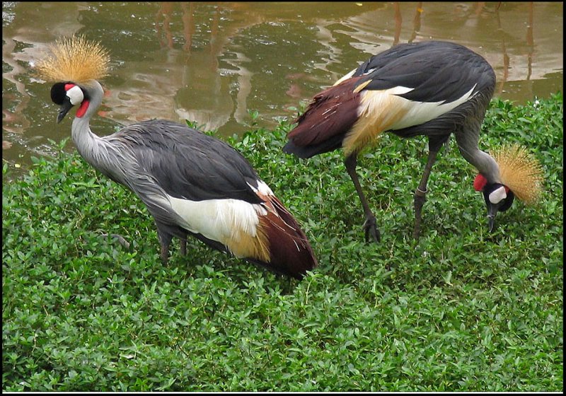 Black-crowned Cranes.jpg