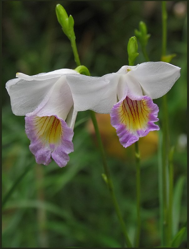 Two orchids 2.jpg