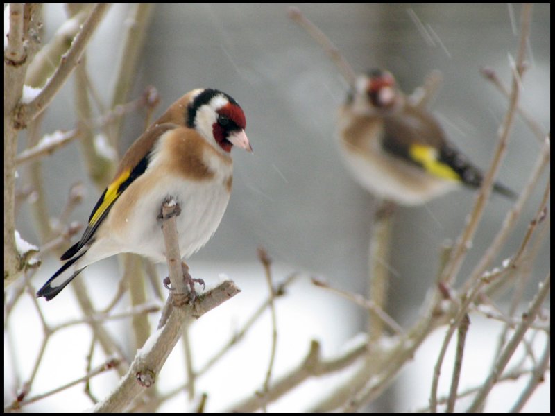 Goldfinch - Carduelis carduelis - Steglits.jpg