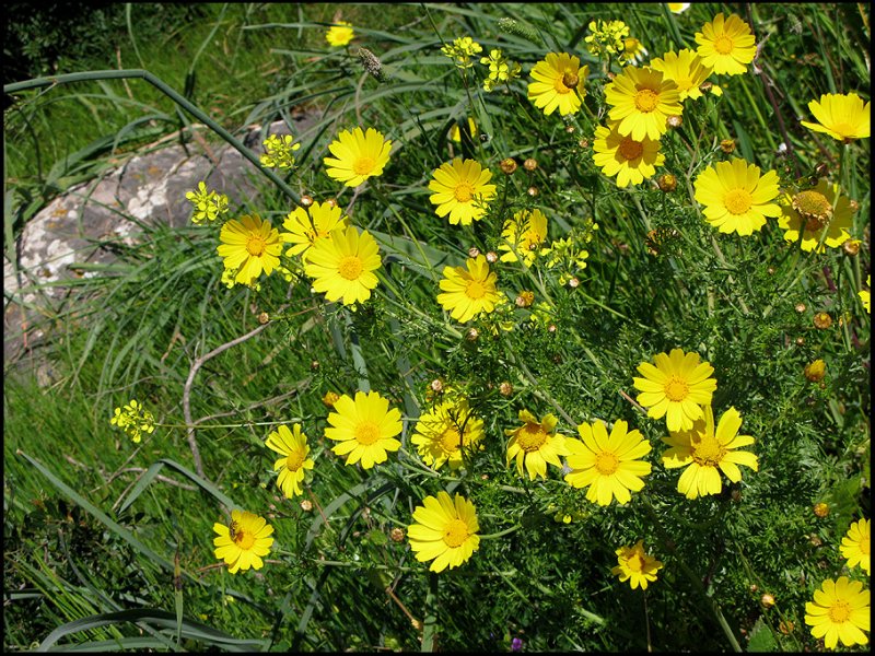 Chrysanthemum coronarium - Kranskrage .jpg