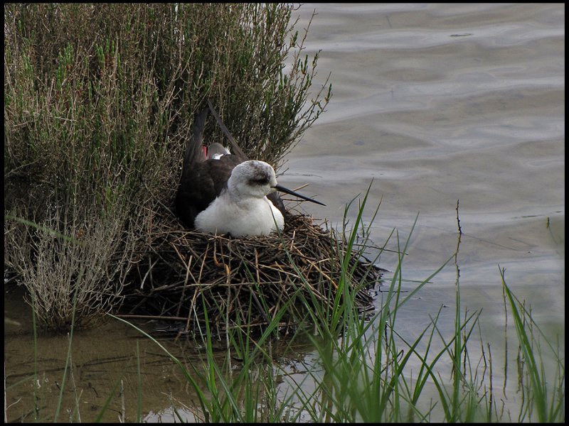 Black-winged Stilt -  Styltlpare.jpg