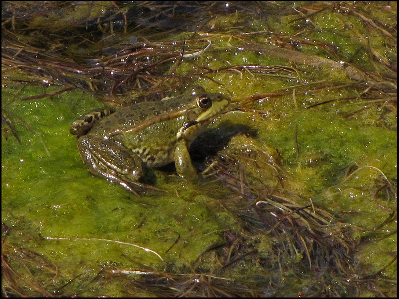 Iberian Marsh Frog - Rana perezi - Iberisk sjgroda .jpg