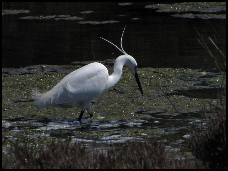 Little Egret - Silkeshger .jpg