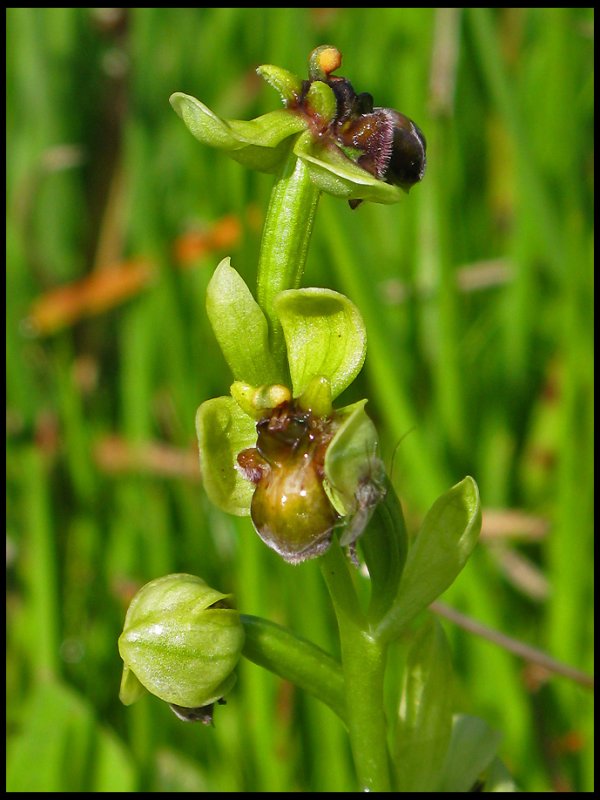 Bumble Bee Orchid - Ophrys bombyliflora - Humleofrys.jpg