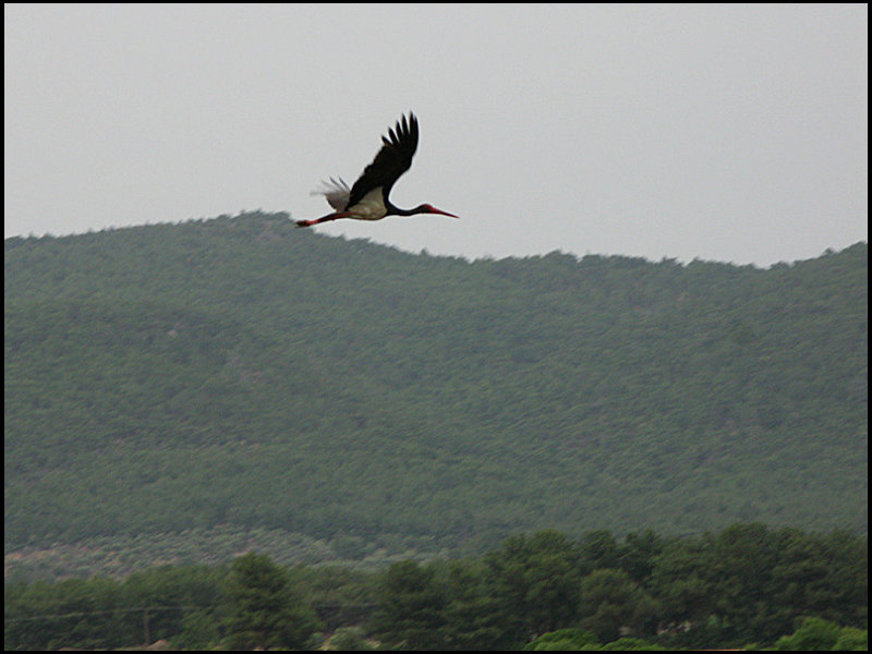 Black Stork - Svart stork.jpg