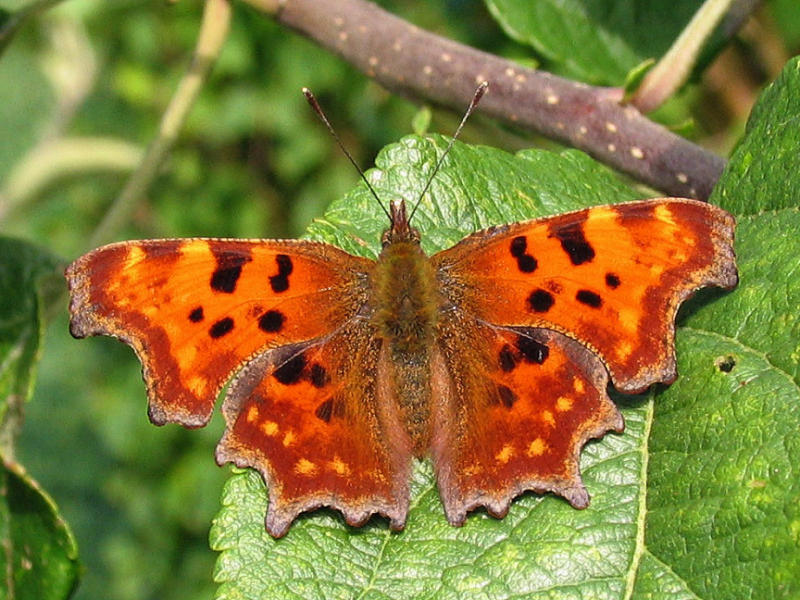 Vinbrsfuks - Comma - Polygonia  c-album - .jpg