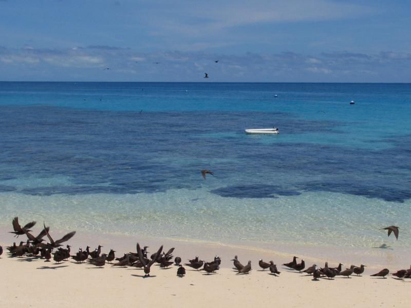 Brown and Black Noddies.jpg