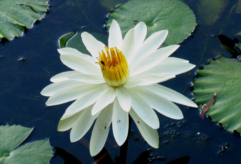 Nymphaea Lotus flower.jpg