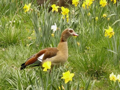 Egyptian Goose - Nilgs.jpg