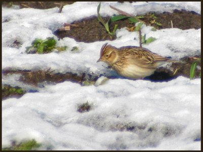 Eurasian Skylark - Alauda arvensis - Snglrka 1.jpg