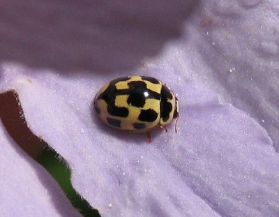 Propylea quatuordecimpunctata - 14-fläckig nyckelpiga.jpg