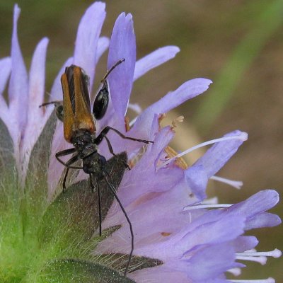 Oedemera podagrariae .jpg