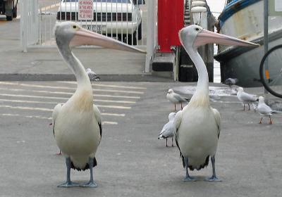g3/38/644138/3/56757023.Lostpelicans.jpg