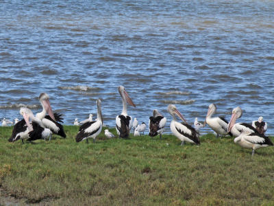 g3/38/644138/3/56912393.Pelicans.jpg