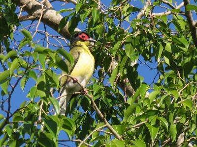 g3/38/644138/3/56912496.Figbird.jpg