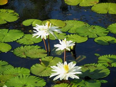 g3/38/644138/3/56912572.WaterLilies.jpg