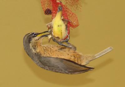 g3/38/644138/3/56960423.Riflebird5.jpg