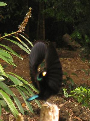 g3/38/644138/3/56996569.Displayingriflebird.jpg