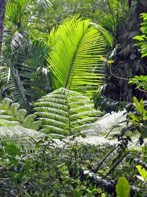 Austrlian tree fern.jpg