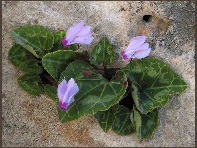 Cyklamen hederifolium.jpg