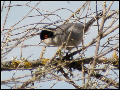 Sardinian Warbler - Sammetshtta.jpg