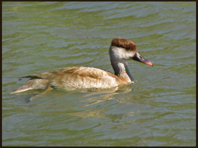 Red-crested Pochard, female.jpg