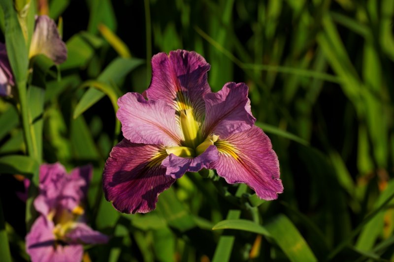 Lillies of the Burns 4 r.jpg