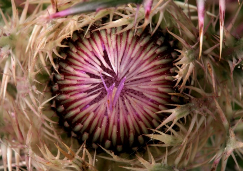 Crown of ThornsThistle 041008 067r.jpg