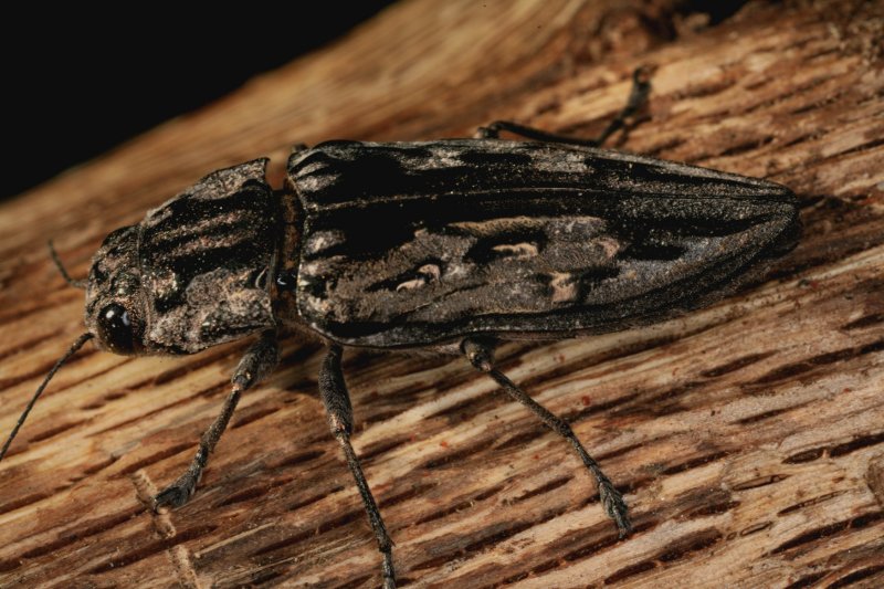 Metallic Wood Borer 041108 1r.jpg