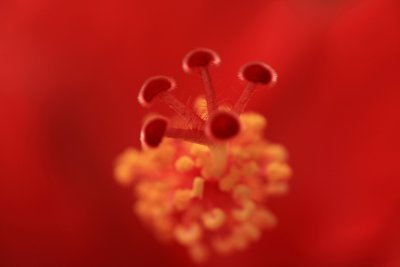 Hibiscus Beauty r.jpg