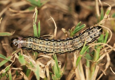 Army Worms