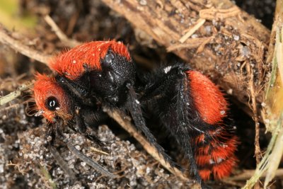 Velvet Ant 062009 6r.jpg