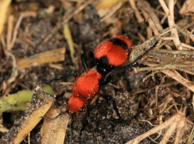 Velvet Ant 062009 5r.jpg