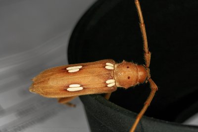 Ivorymarked beetle Eburia quadrigeminata Say 80309 34.jpg