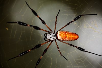 Golden Silk Spider  20.jpg