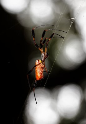 Golden Silk Spider .jpg