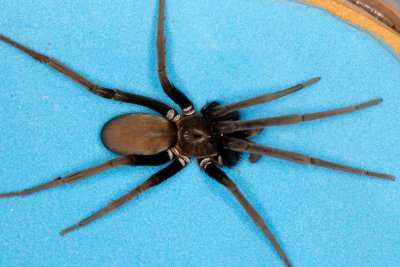 Souther HOuse Spider 110609 14.jpg