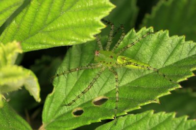 Green Lynx Spider 080209a 5.jpg
