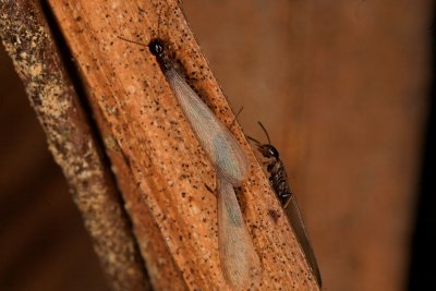 Sub Termites 2 r.jpg