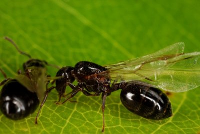 Swaming Ant 2 r.jpg