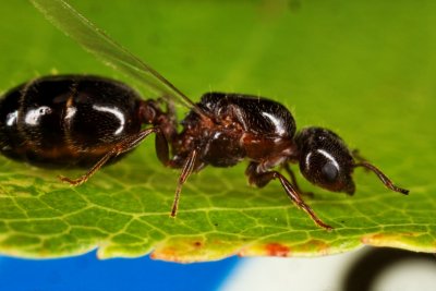 Swaming Ant r.jpg