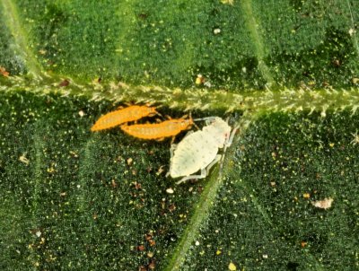 Thrips and Aphid- Oh My r.jpg