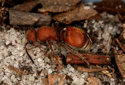Velvet Ant 032308 152r.jpg