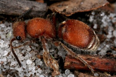 Velvet Ant 032308 154r.jpg