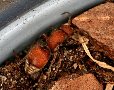 Velvet Ant 032308 162r.jpg